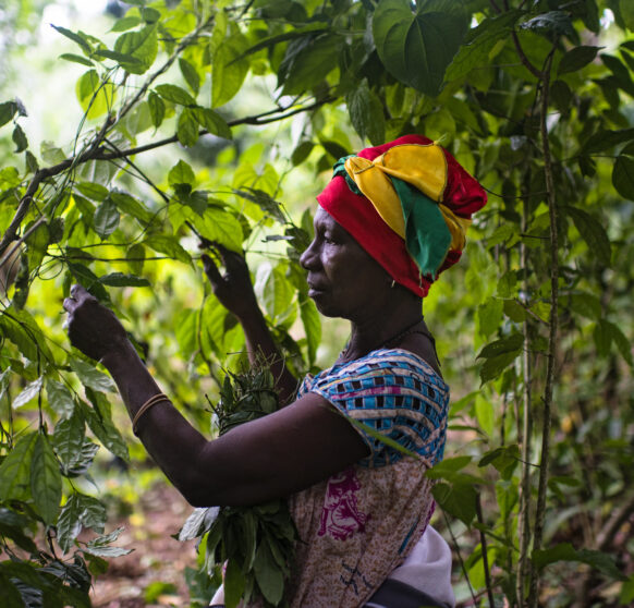 A women harvests all the leaves from Gnetum spp. (okok) in Cameroon.