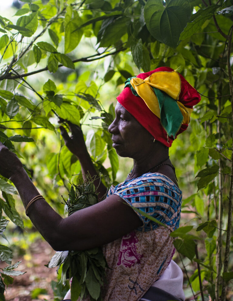 A women harvests all the leaves from Gnetum spp. (okok) in Cameroon.