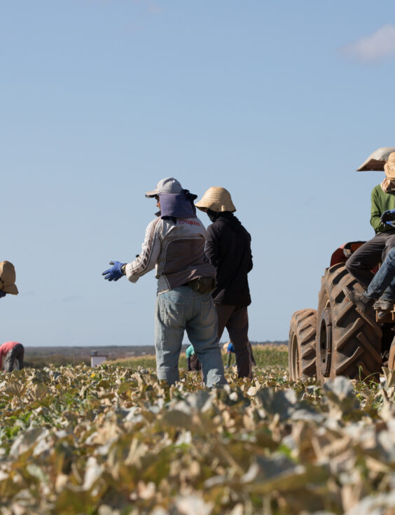 farm workers harvesting melons in brasil on a bright day using a tractor
