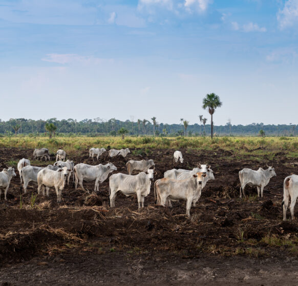 Cattle pasture and Amazon rainforest trees deforestation. Destroyed land in livestock farm. Amazonas, Brazil. Concept of environment, ecology, global warming, climate change.