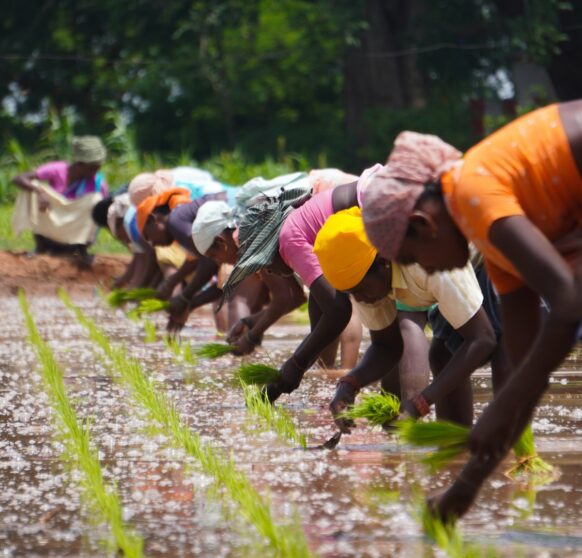 Women farmers planting rice in Tamil Nadu, India.