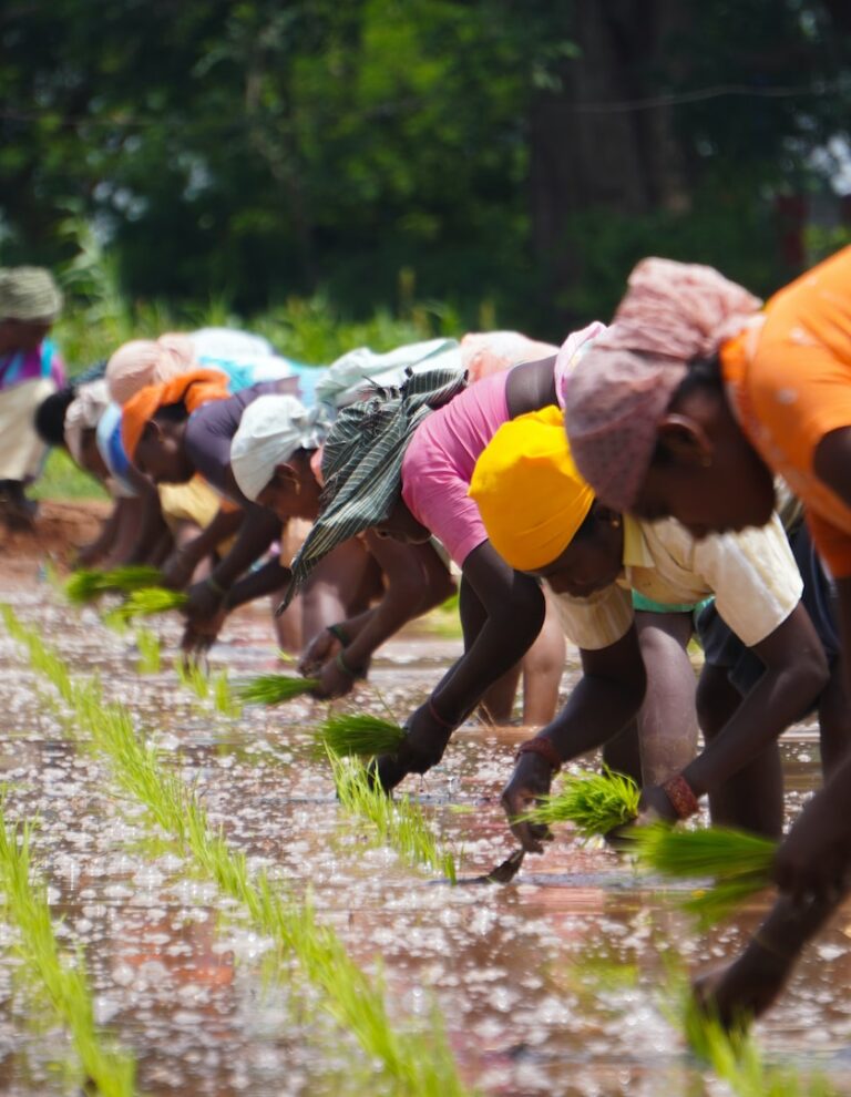 Women farmers planting rice in Tamil Nadu, India.