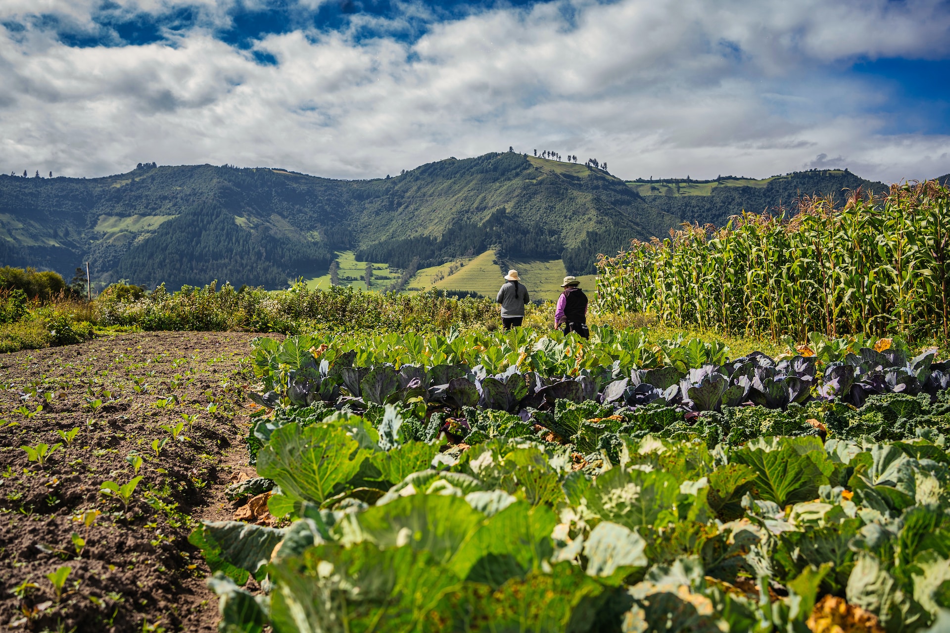 Smallholder farmers in Quito, Ecuador.